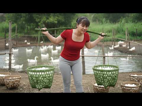 Harvesting 1000+ Duck Eggs on the Farm — Loaded on a Truck to Go to Market