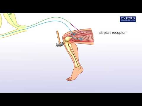 Animation 16.3 Knee jerk reflex