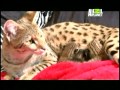(Clips) Madre Madres Gatunas (FT.Craig Chaquico "Fallen Heroes)
