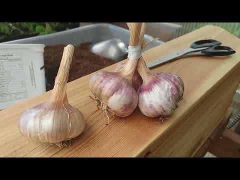 Harvesting Your Garlic The Definitive Guide For Beginners