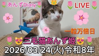 今日の三毛猫神の子あんず姫👸令和８年３月２４日(火)第７２７回新６９１ライブ配信(あんずDiary推定６歳８ヶ月)#保護猫#三毛猫あんず姫#あんずDiary#あんず姫応援隊メンバー募集中