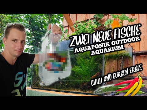 , title : 'Neue Fische & nächste Ernte (sehr scharf) | Aquaponik Outdoor Aquarium'