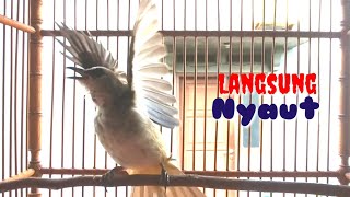 Download lagu Pancingan TRUCUKAN Macet Bunyi Dan Stress Langsung Nyaut mp3