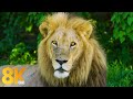 8K Wildlife Of Okavango River Area Botswana 8 Stunden Afrikanische Tierwelt Teil 1