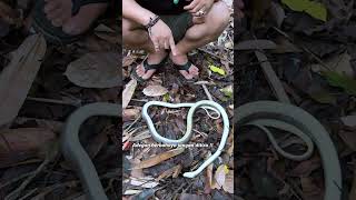 Download lagu BARU DITANGKAP ULAR INI LANGSUNG MATI !! mp3 Download lagu BARU DITANGKAP ULAR INI LANGSUNG MATI !! mp3