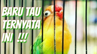 Download lagu Ternyata semua rahasia lovebird konslet pasti dengan untulan| lovebird bentoel ALBER KM mp3