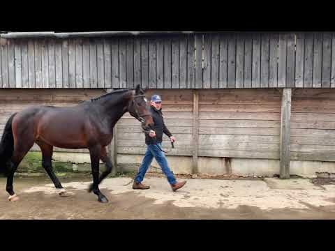 Lianko Eldorado Van de Zeshoek x Grafiet