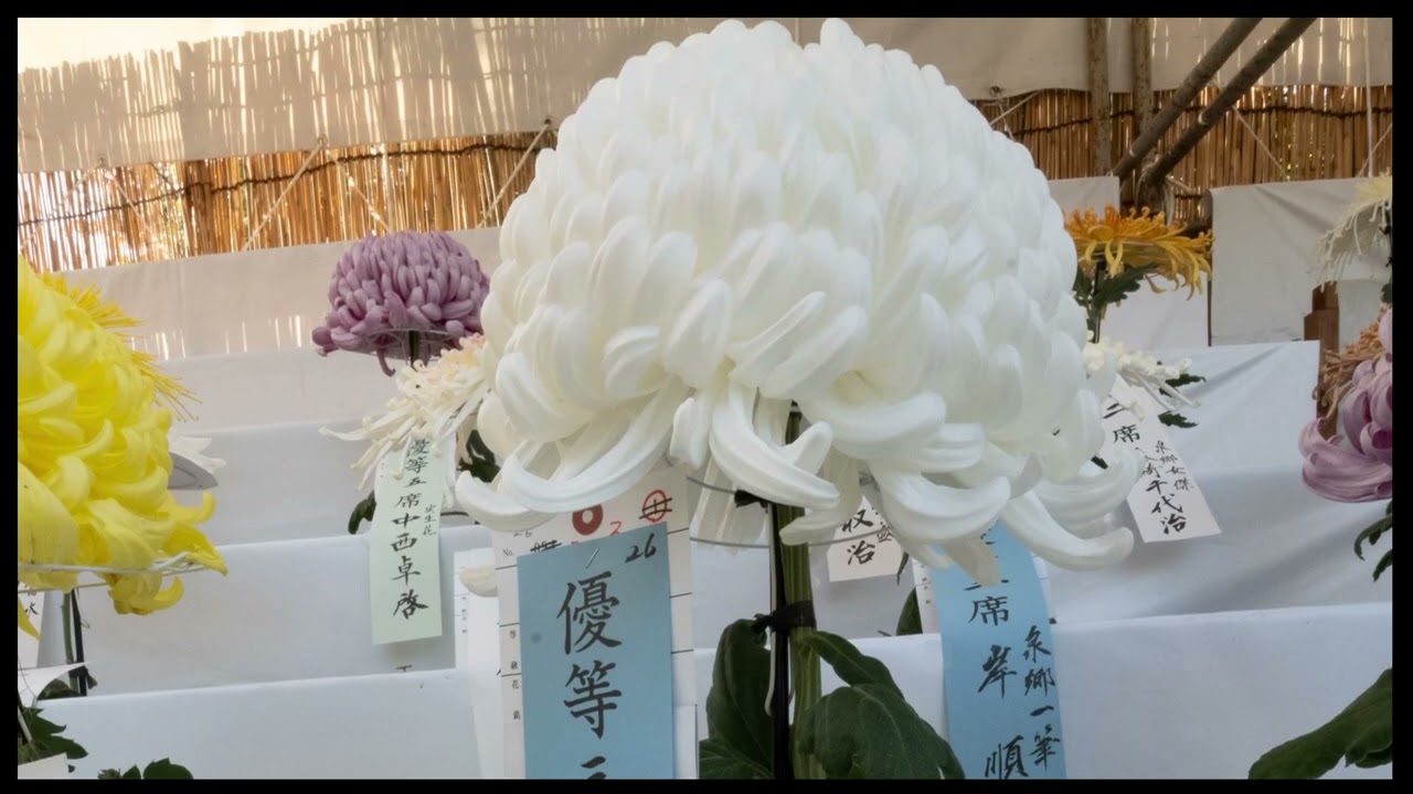 『厄除けとしての七五三』エピソード0第85話➖『Get rid of bad luck ”Shichi Go San”』Episode085th story