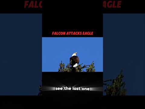 The Falcon Never Misses... Until It Met This Eagle! #trending #animals #wildlife #falcon #eagle