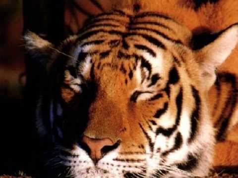 Sleeping Tigers - Cris Williamson