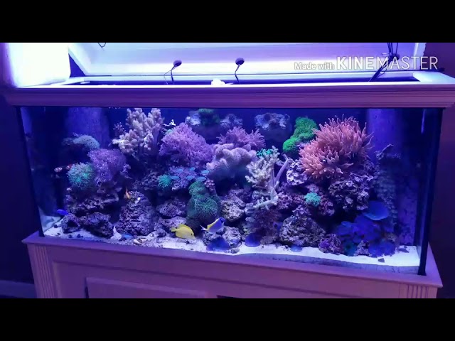 The Lighting System, Saltwater Coral Reef Aquarium