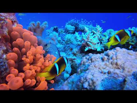 Relaxing Piano Music-Essential Escape ,Stress Relief, Spa Music Relaxation , Massage,and Meditation