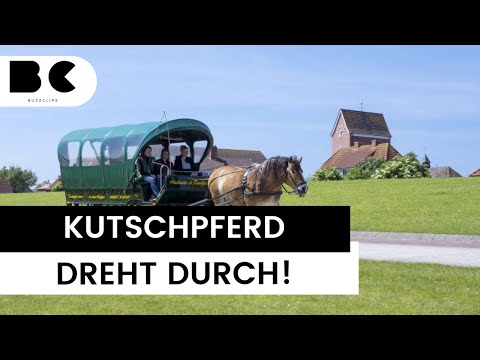 Kutschpferd dreht durch – drei Verletzte