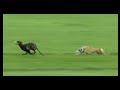 Irish Coursing Derby 2025