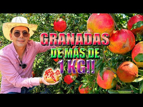 HUERTO DE GRANADAS QUE PARECEN TORONJA | Fruta de la fecundidad | Producimos más de 14 mil toneladas