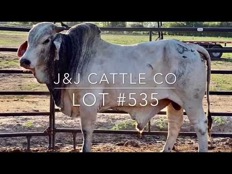 Lot #535 7/8 Brahman