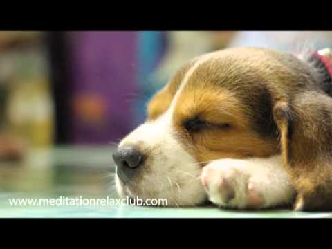 Pet Therapy: Relaxing Sleep Music for Dogs and Cats