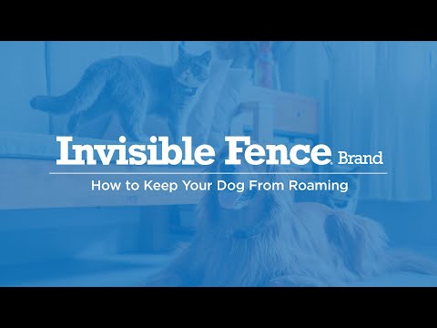 YouTube video about: How to keep a farm dog from roaming?