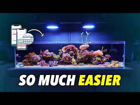 How I automated my reef tank setup