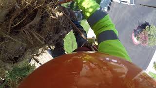 Trimming a Mexican Palm tree