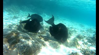 Snorkeling in Maldives
