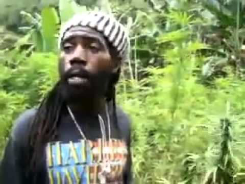 Bob Marley's marijuana plantation in Jamaica Tour presentation