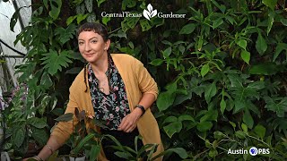Stunning Houseplants for Foliage and Flowers | Central Texas Gardener