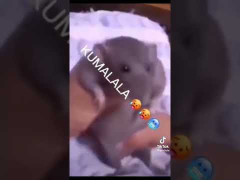 Download Kumalala savesta meme tik tok mp3 free and mp4