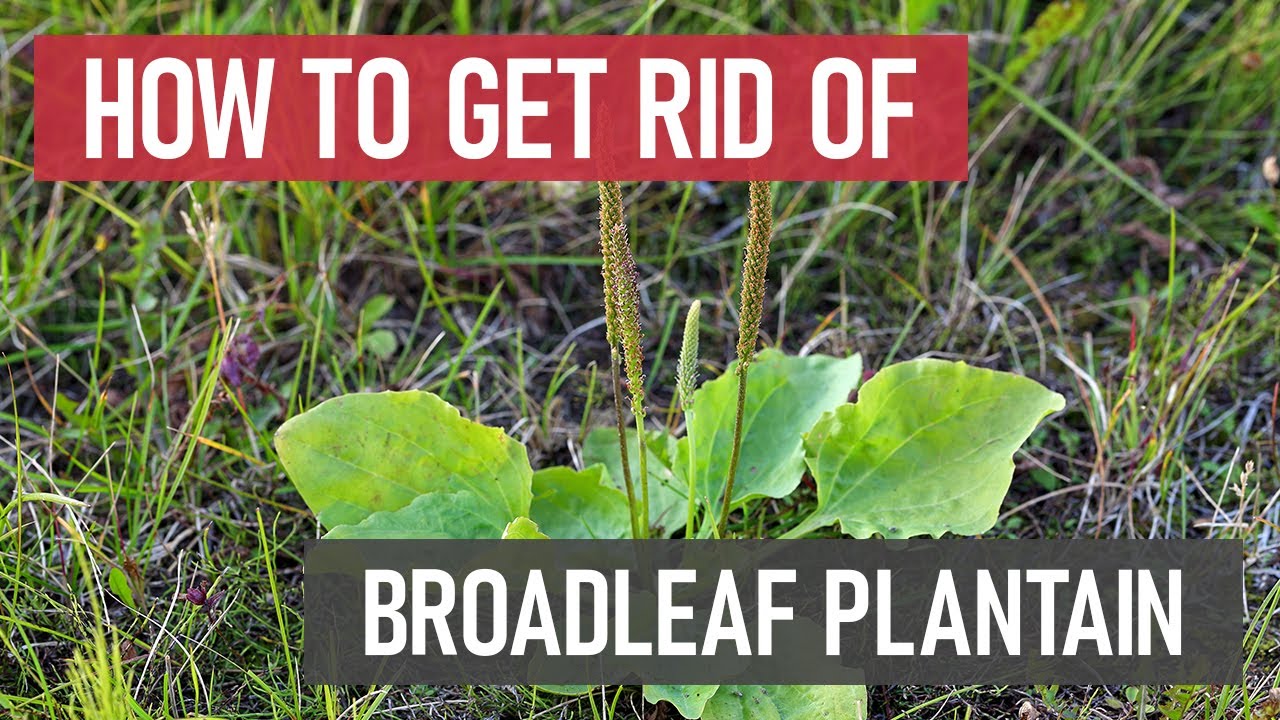 Broadleaf Plantain Control How To Get Rid Of Broadleaf Plantain DIY Maxresdefault 
