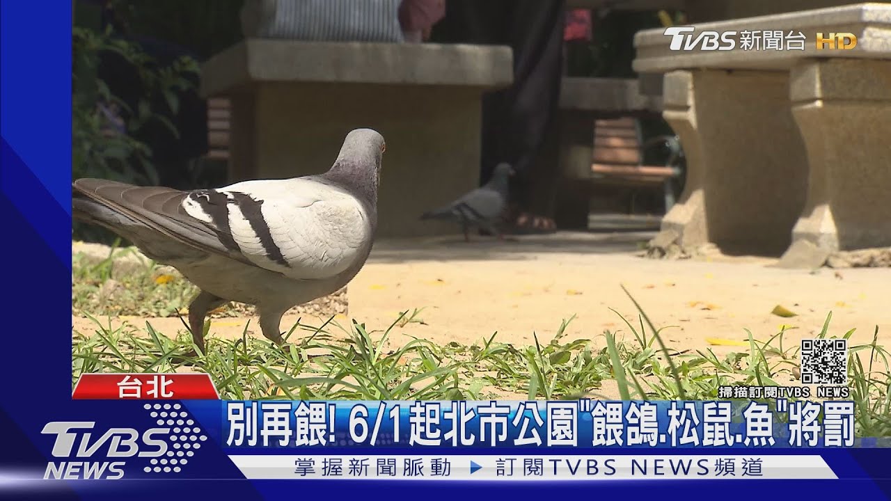 別再餵! 6/1起北市公園「餵鴿、松鼠、魚」將罰