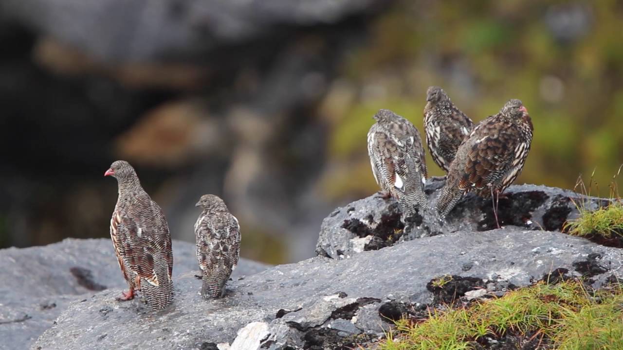 First TWO Snow leopards collared in Bhutan