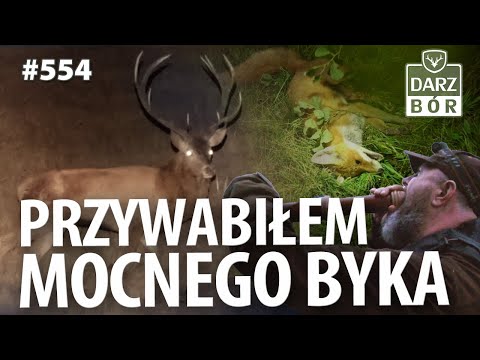 Darz Bór odc 554 Wabimy Jelenie. Nocne Drapieżniki. Emocje w Łowisku.