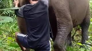preview picture of video 'Pini 'gajah aek nauli''