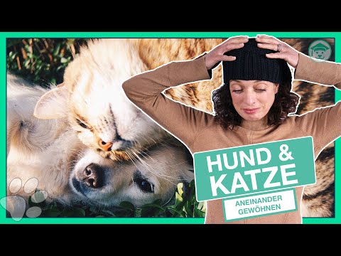 Getting your dog and cat used to each other? (It can be that easy!)