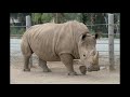 rhinoceros sounds