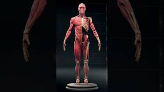 Download lagu Ilmuwan Terkejut Setelah Mengetahui Hadits Tentang Sendi Manusia #shorts #viral #trending mp3 Download lagu Ilmuwan Terkejut Setelah Mengetahui Hadits Tentang Sendi Manusia #shorts #viral #trending mp3