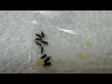 Barilla - BEETLES IN MY SPAGHETTI