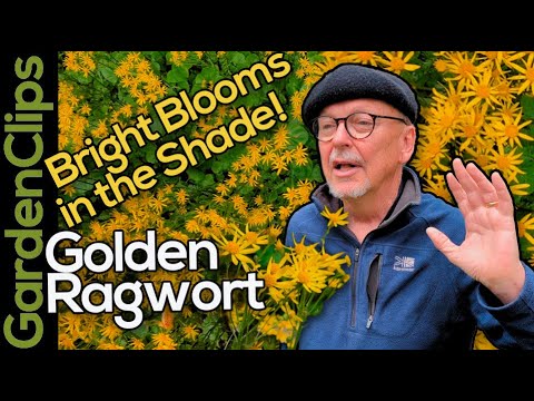 Golden Ragwort: Bright Yellow Flowers for SHADE!