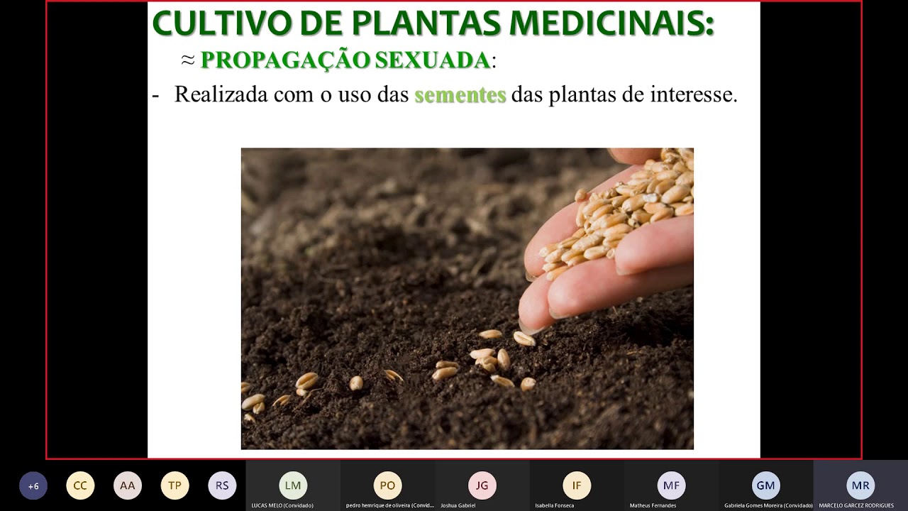 Farmacognosia - Herborização e cultivo de plantas medicinais