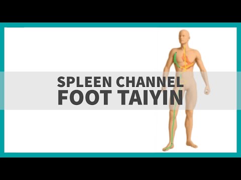 TCM Anatomy: Spleen Channel of Foot Taiyin