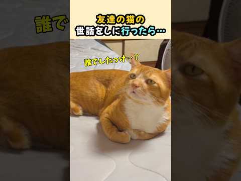 友達の猫の世話をしに行ったら…