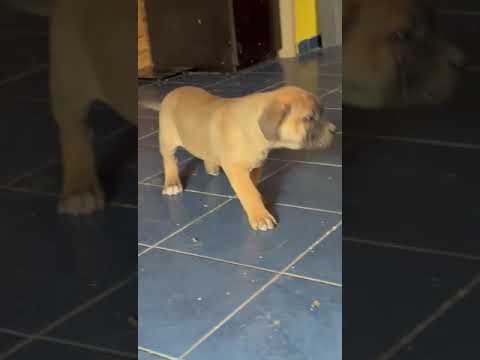 Perros Mastín Italiano en venta