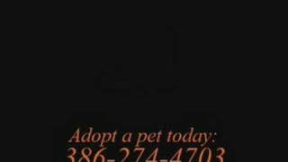 Adopt a pet from Halifax Humane Society