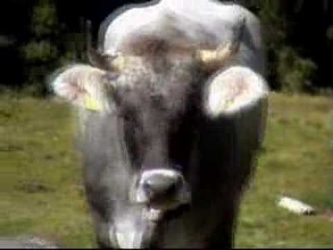 Graue Kuh / Grey Cow in Südtirol / South Tyrol