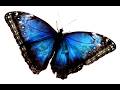Human Cloning And The Island Epstein Files Part 10 Video 318