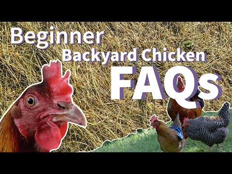 , title : 'Beginner Backyard Chickens FAQs 🐔'