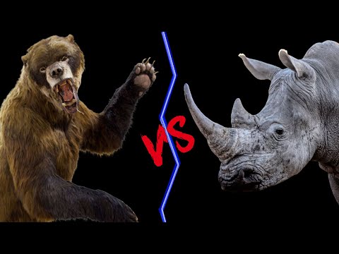 Short Faced Bear vs Rhino