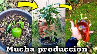 A Partir De Hoy Querrás Plantar Pimientos En Maceta Todos Los Días Una Vez Veas Este Vídeo !