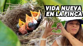 Nacen POLLUELOS por toda la finca y escondo CÁMARA para grabarlos. Vlog297