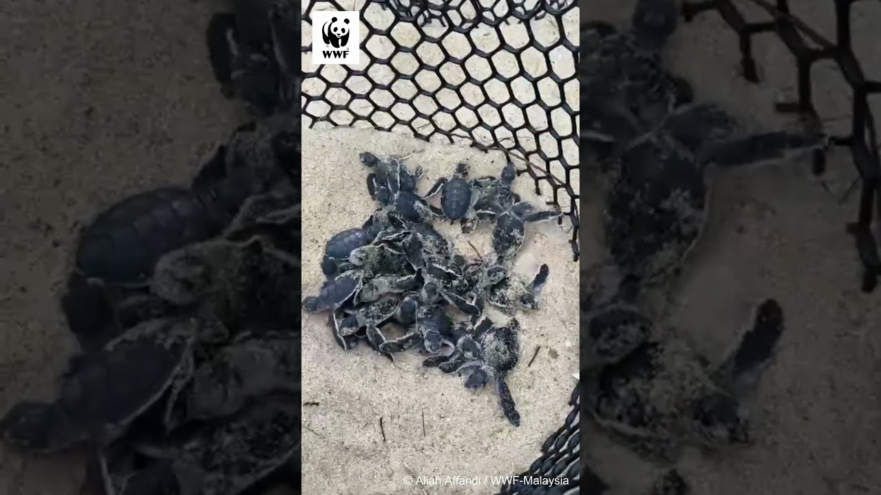 Cute hatchlings return to the sea